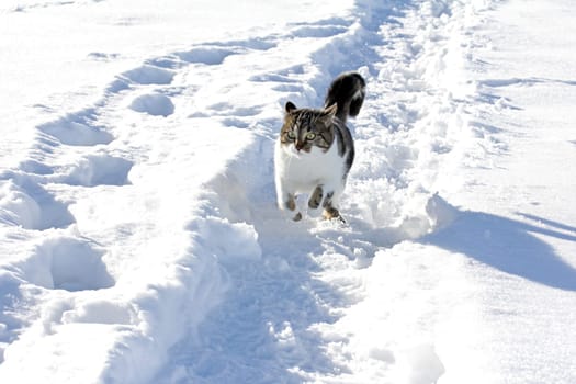 Running through the snow