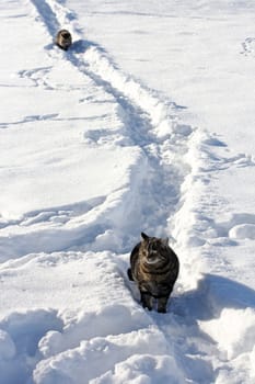 Two cats have fun in the snow