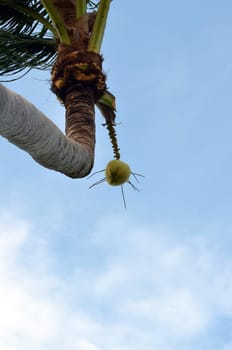 The last one on the palm tree