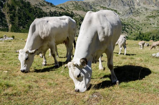 grazing cows on the Alps between France and Piedmont