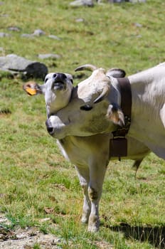 cow with calf on the Alps between France and Piedmont