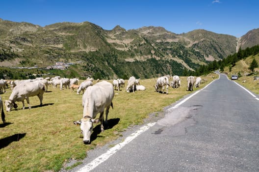 grazing cows on the Alps between France and Piedmont