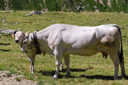 cow with calf on the Alps between France and Piedmont