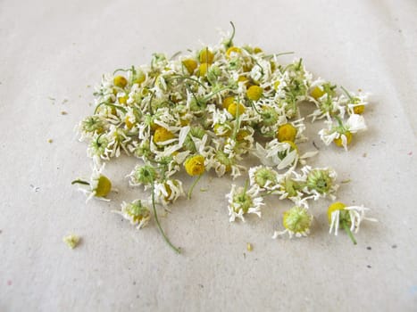 Dried chamomile flowers on paper
