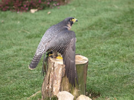 Peregrine falcon