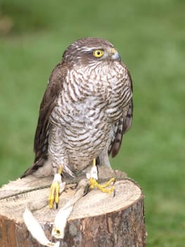 Sparrowhawk