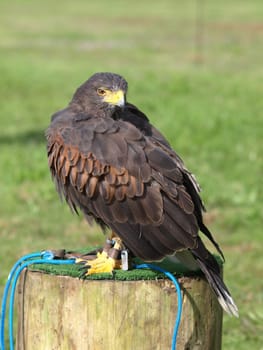 Desert buzzard