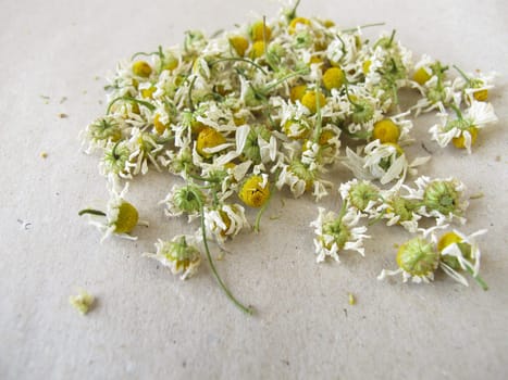 Dried chamomile flowers on paper