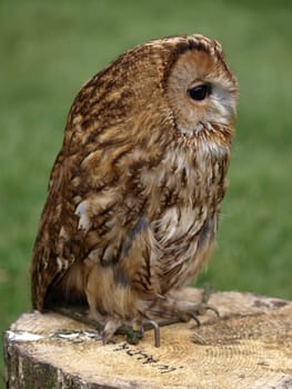Tawny owl