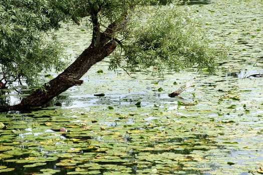 The photograph of a willow and water lilies on the shore of a lake.