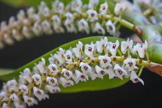 Eria floribunda Rare species wild orchids in forest of Thailand, This was shoot in the wild nature