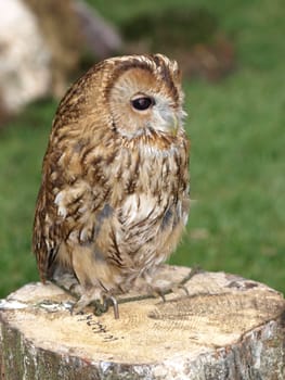 Tawny owl
