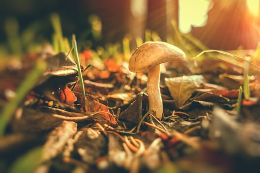 Lone mushroom on leafy forest floor at sunrise