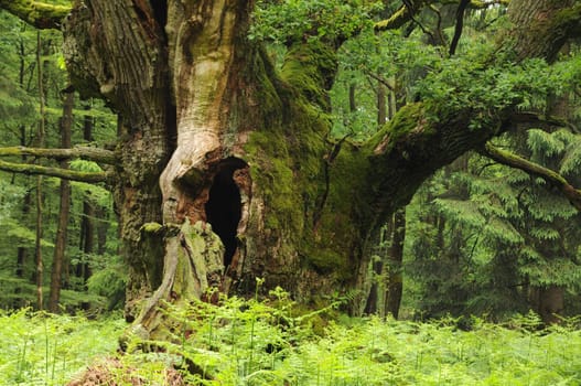 Court oak