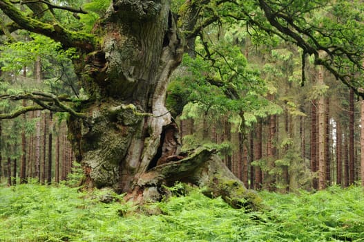 Approx. 800-year-old oak in the Reinhardswald
