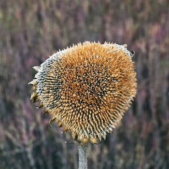 Sunflower with seeds