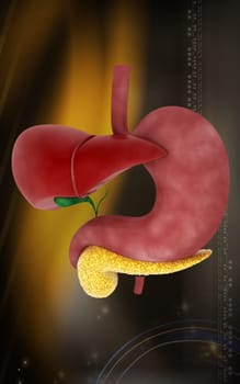 Digital illustration of Liver and stomach in colour background
