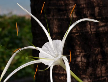 Flowerage