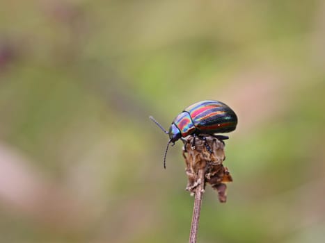 Rainbow leaf beetle (Chrysolina cerealis)