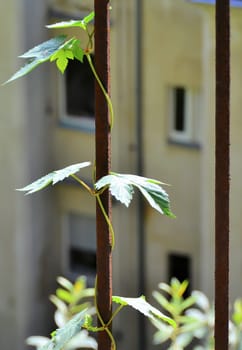 old rusted fence with plant