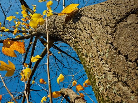 Autumn tree and blue sky