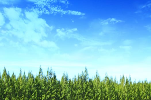 summer pine tree forest on sky background
