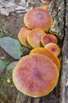 mushrooms growing on a live tree in the forest