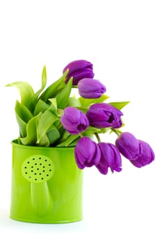 bunch of violet tulips