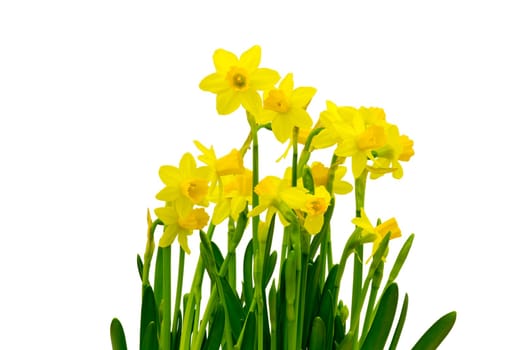 Yellow daffodils isolated on white