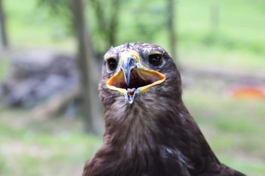 Eagle bird