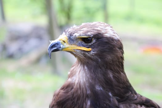 Eagle bird