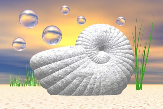 white snail on the beach