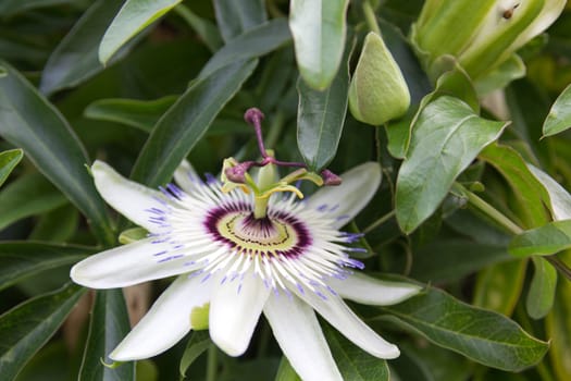 Passion fruit