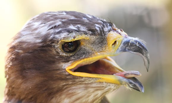 Eagle bird