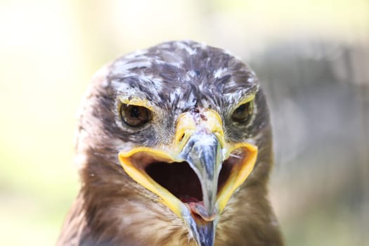 Eagle bird