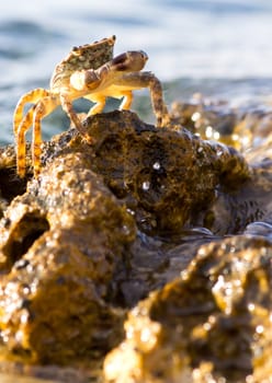 Crab
