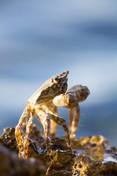 Crab