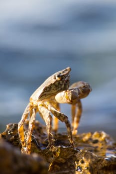 Crab