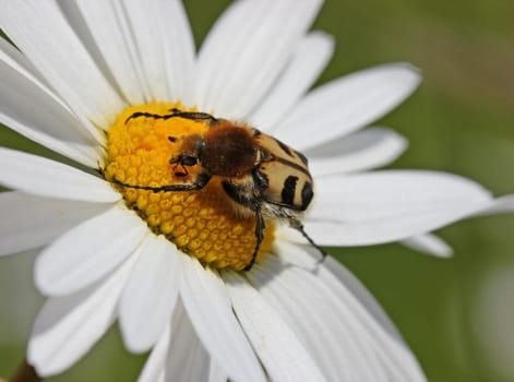 Banded brush beetle (Trichius fasciatus) on marguerite
