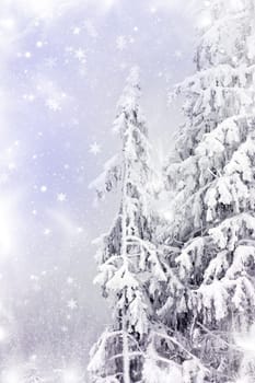Winter landscape with snowy fir trees
