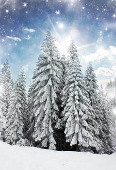 Winter landscape with snowy fir trees