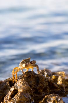 Crab