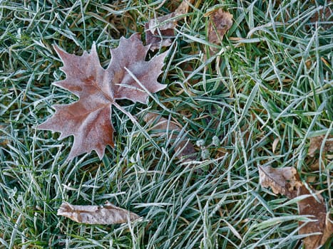 Maple leaf on the grass in morning frost