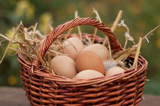 Fresh chicken eggs