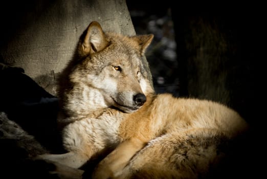 Wolf