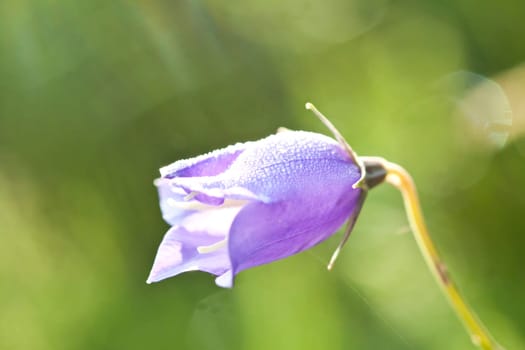 Close up on purple flowers with morning dew