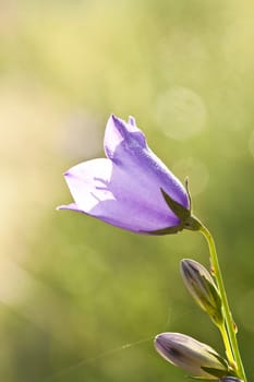 Close up on purple flowers with morning dew