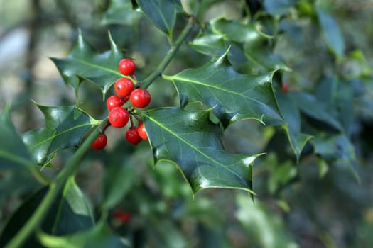 Details of a branch of Ilex aquifolium with red fruits.