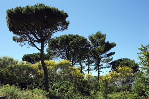 Deatails of a landscape comosed of stone pine and spanish broom.