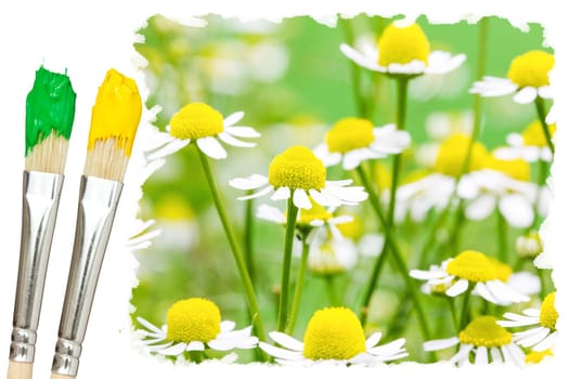 Two  paint brushes and summer meadow with daisies